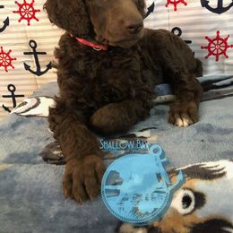 Poodle Puppies from Shallow Bay Standard Poodles