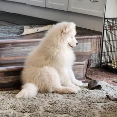 Samoyed Puppies from Dream Samoyeds