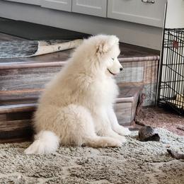 Samoyed Puppies from Dream Samoyeds
