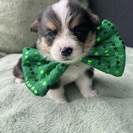 Victor Glover - Black and white male American Corgi puppy in Cocoa, Florida from Cascadian Space Coast Corgis LLC