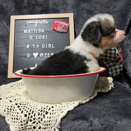1 Orange collar female - Black and tan female Pembroke Welsh Corgi puppy in Harrisburg, Illinois from Parish Corgis