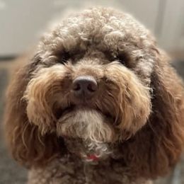 Dayta - Cockapoo
