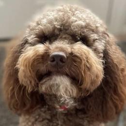 Dayta - Cockapoo