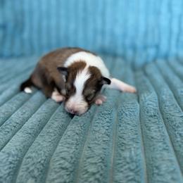 Bronco - Sable and white male Shetland Sheepdog puppy in Aberdeen, Idaho from Willow Creek Cresteds