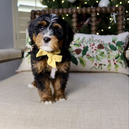 Shawn - Tri-color male Bernedoodle puppy in Murray, Utah from Sun Valley Doodles