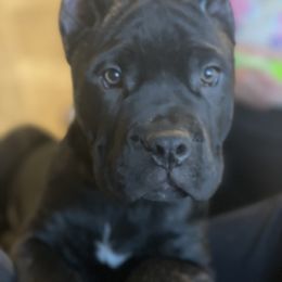 Boy 2 - Cane Corso puppy from Midwest Cane Corso in Action