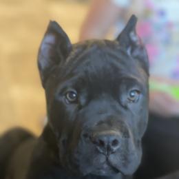Boy 2 - Cane Corso puppy from Midwest Cane Corso in Action