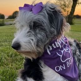 Assorted Doodle Crosses, Aussiedoodles, Bernedoodles, and Poodles from Pear Tree Poodles & Doodles