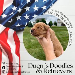 Goldendoodle and Golden Retriever Puppies from Duerr's Doodles & Retrievers