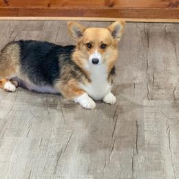 Sundae - Pembroke Welsh Corgi