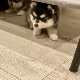 Pomsky Puppies from Pomsky Playpen
