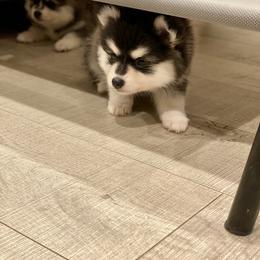 Pomsky Puppies from Pomsky Playpen