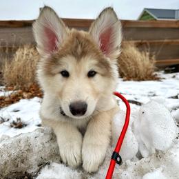Native American Indian Dog Puppies from Seven Sisters Canids