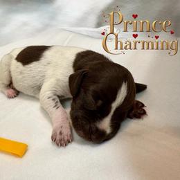 Prince Charming - Liver and white male German Shorthaired Pointer puppy in North Branch, Minnesota from Chrishelle Farm