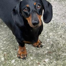 Gaia - Dachshund