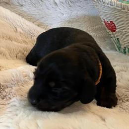 Lexi - Black and tan female Dachshund puppy in Austin, Texas from Glorious Minis