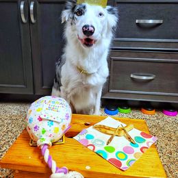 Harpy - Border Collie