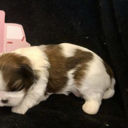 Girl 2 - Shih Tzu puppy in Silver Lake, Oregon from Bling Shih Tzu
