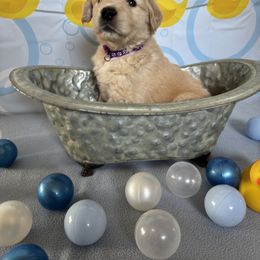 Golden Retriever Puppies from SpringWave Kennel