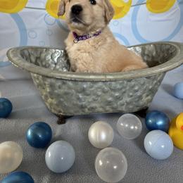 Golden Retriever Puppies from SpringWave Kennel