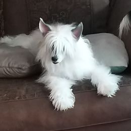 Sky - Chinese Crested