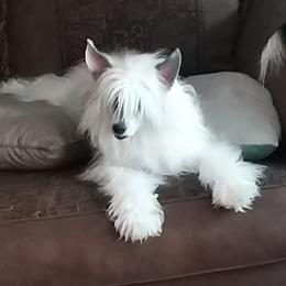 Sky - Chinese Crested