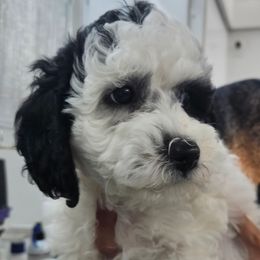 Poodle Puppies from VIP Poodles
