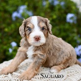 Saguaro - Chocolate merle male Bernedoodle puppy in Tucson, Arizona from Sun Valley Goldendoodles