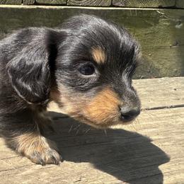 Sissy - Black and tan female Dachshund puppy in Sallisaw, Oklahoma from Wild West Dachshunds