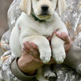 Green female - Yellow female Labrador Retriever puppy in Mississippi from Sure Shot English Labs