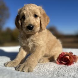 Pearl - Cream female Goldendoodle puppy in Osage City, Kansas from Golden Ridge Goldens