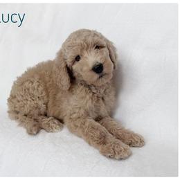 Lucy - Cream female Labradoodle puppy in Mission, Texas from Sharyland Pets