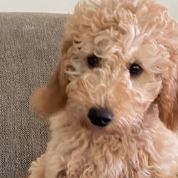 Boy 6 - Goldendoodle puppy in Newport, New York from Snuggle Me Doodles