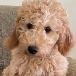 Boy 6 - Goldendoodle puppy in Newport, New York from Snuggle Me Doodles