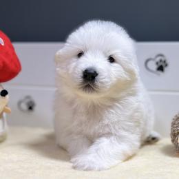 Flurry - White female Maremma Sheepdog puppy in Conway, Missouri from 2J 2K Border Collies | Maremma Sheepdogs