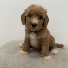 Purple collar girl - Red  female Goldendoodle puppy in Ridgewood, New Jersey from Jessie’s Doodles