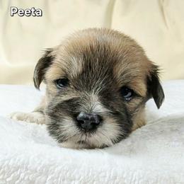 Peeta - Brown male Lhasa Apso puppy in Jefferson, New York from Absolute Lhasa Love