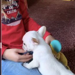 Boston Terrier and French Bulldog Puppies from High Plains