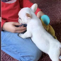 Boston Terrier and French Bulldog Puppies from High Plains