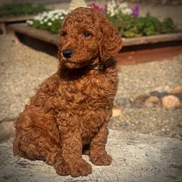 Gray Collar Male - Red  male Poodle puppy in Modesto, California from Dry Creek Poodles