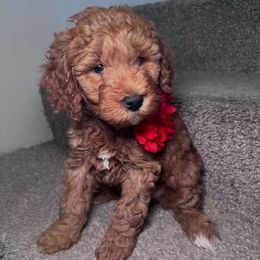 Willow - Red  female Goldendoodle puppy in Fort Myers, Florida from Gandy’s Tails of Joy