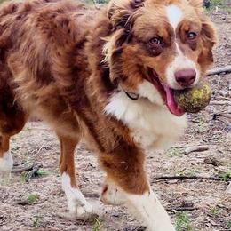 Australian Shepherds from Diamond Pines Kennels