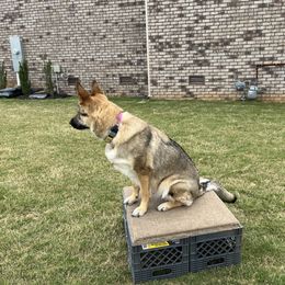 German Shepherd All Grown Up from A2 German Shepherd Dogs