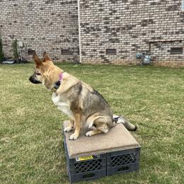 German Shepherd All Grown Up from A2 German Shepherd Dogs