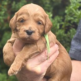 (Green Collar) Boots - Red  male Goldendoodle puppy in Granite Falls Nc, North Carolina from Carolina Goldendoodles