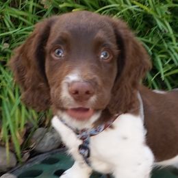 English Springer Spaniels from Harenberg Working Dogs