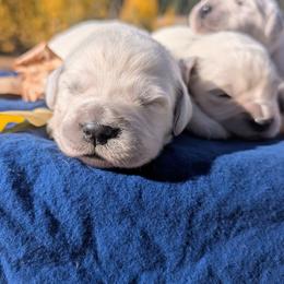 Ursa - Light golden female Golden Retriever puppy in Colville, Washington from Rosehaven Homestead