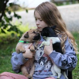 Boerboel Puppies from Northland Boerboels