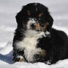 Bernese Mountain Dog, Golden Mountain Dog, and Golden Retriever Puppies from Grateful Bernese & Gage's Goldens
