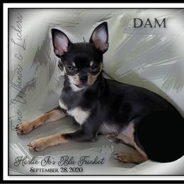 Harlie Jo - Chihuahua